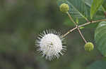 Buttonbush